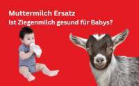 Muttermilch Ersatz: Ist Ziegenmilch gesund für Babys?